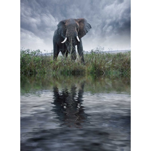 Kenya, Masai Mara Elephant reflecting in water